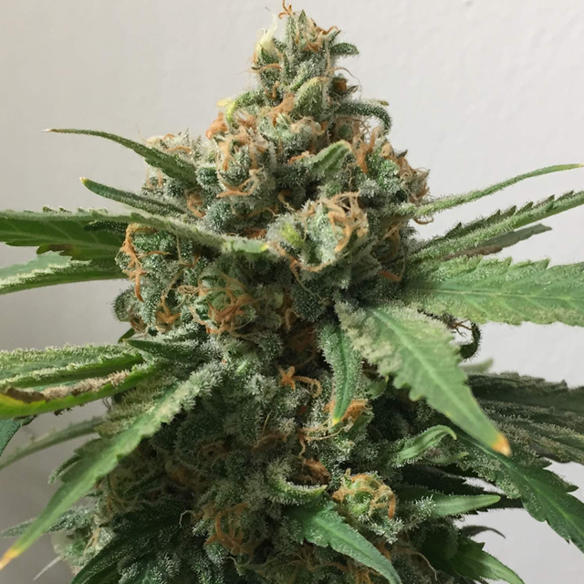 Original Sensible Seeds - Girl Scout Cookies (fem.)