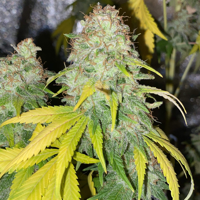 Original Sensible Seeds - Girl Scout Cookies (fem.)