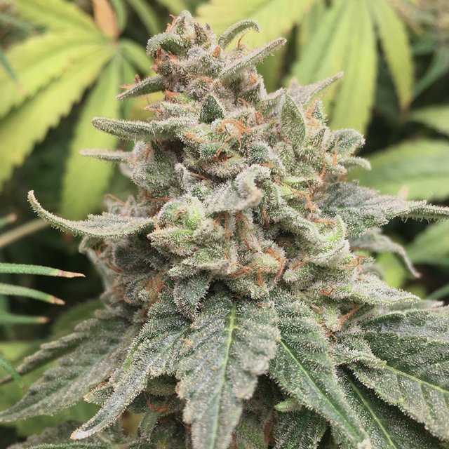 Original Sensible Seeds - Girl Scout Cookies (fem.)