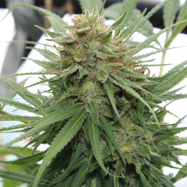 Original Sensible Seeds - Girl Scout Cookies (fem.)