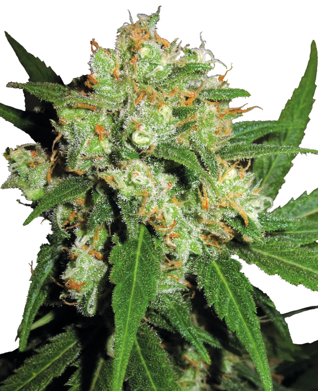 Sensi Seeds - Sensi Skunk (fem.) 🏆