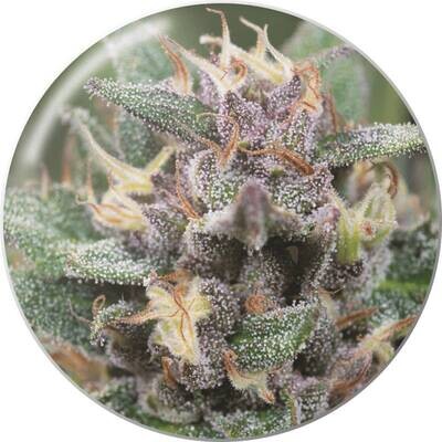 Medical Seeds - Bluehell Auto (auto/fem.) 06314