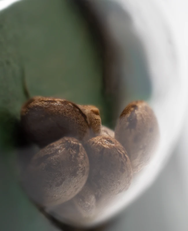 Sensi Seeds - Afghani #1 (reg.)