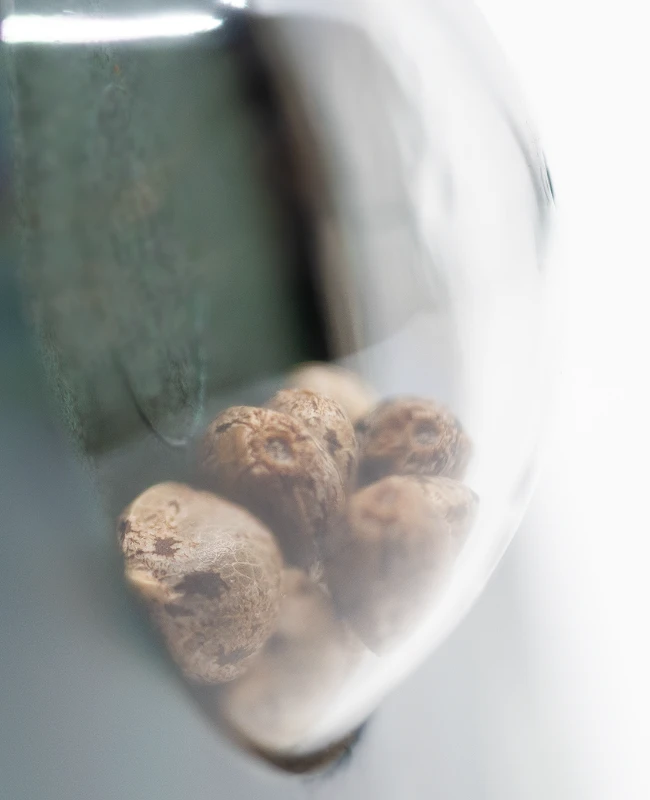 Sensi Seeds - American Dream (reg.)