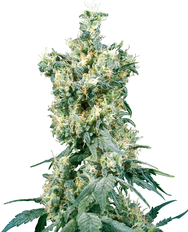 Sensi Seeds - American Dream (reg.)