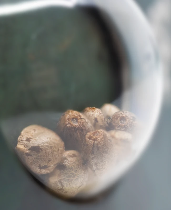 Sensi Seeds - Black Domina (reg.) 🏆