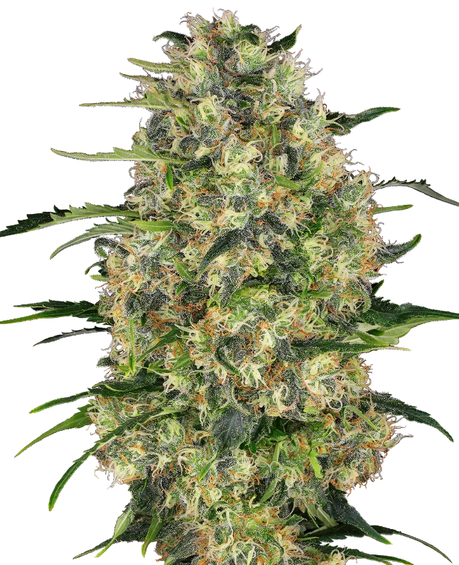 Sensi Seeds - Black Domina (reg.) 🏆