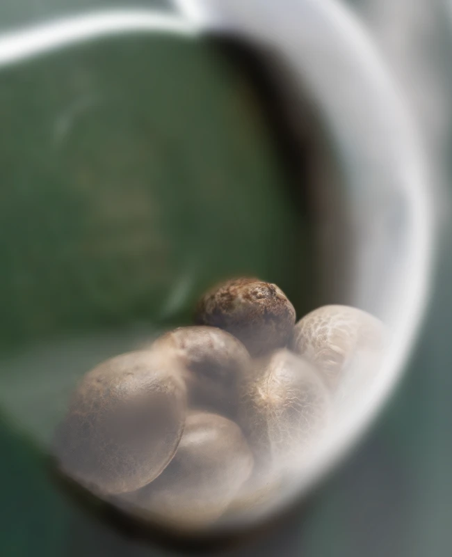 Sensi Seeds - Durban (reg.)