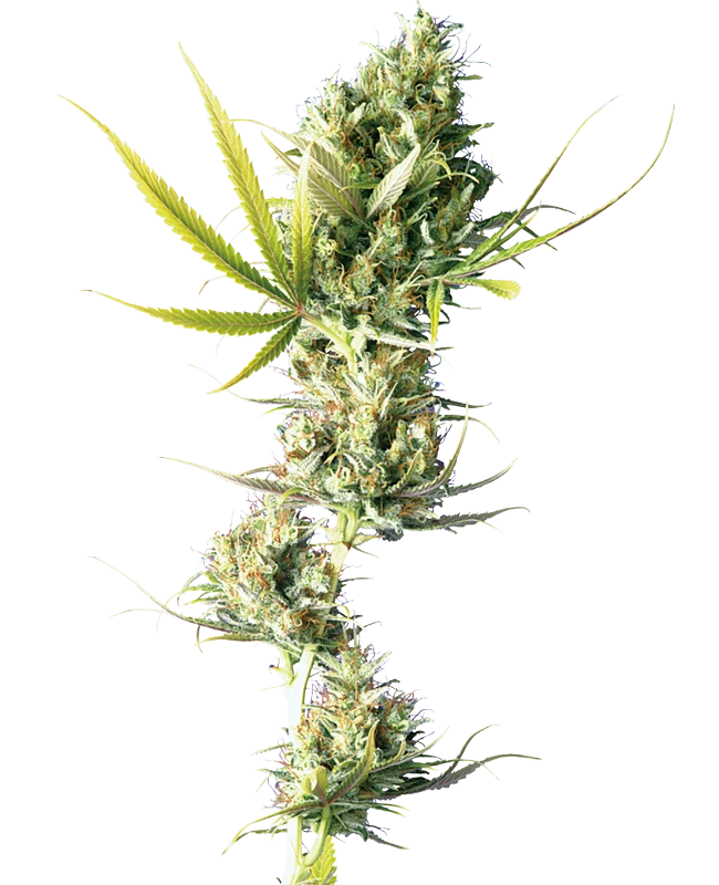 Sensi Seeds - Durban (reg.)