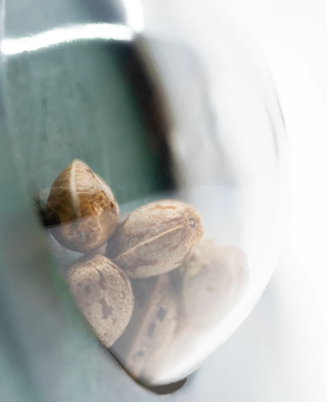 Sensi Seeds - Early Pearl (reg.)