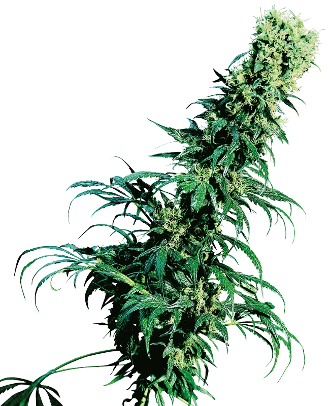 Sensi Seeds - Early Pearl (reg.)
