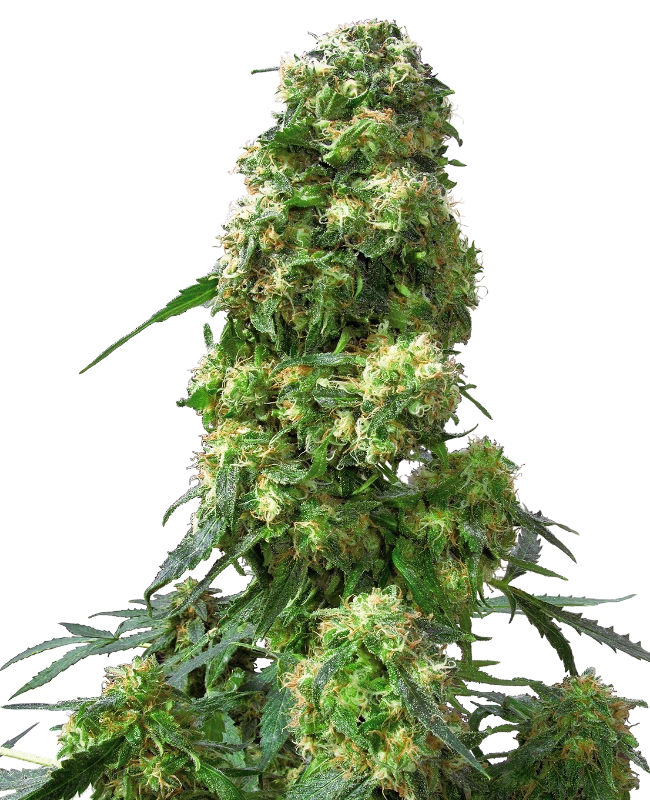 Sensi Seeds - Early Skunk (reg.) 🏆