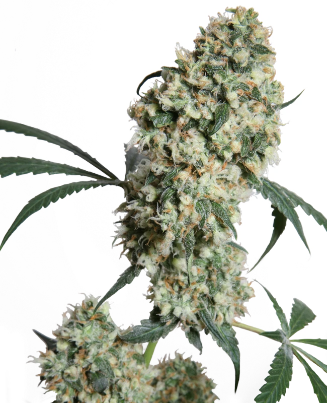 Sensi Seeds - Ed Rosenthal Super Bud (reg.) 🏆