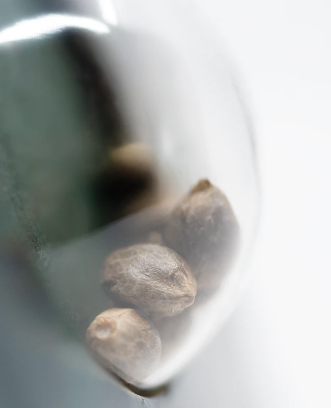 Sensi Seeds - First Lady (reg.)