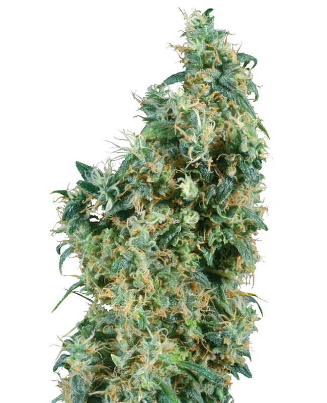 Sensi Seeds - First Lady (reg.)