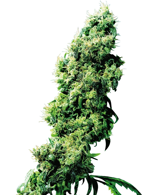 Sensi Seeds - Four-Way (reg.)