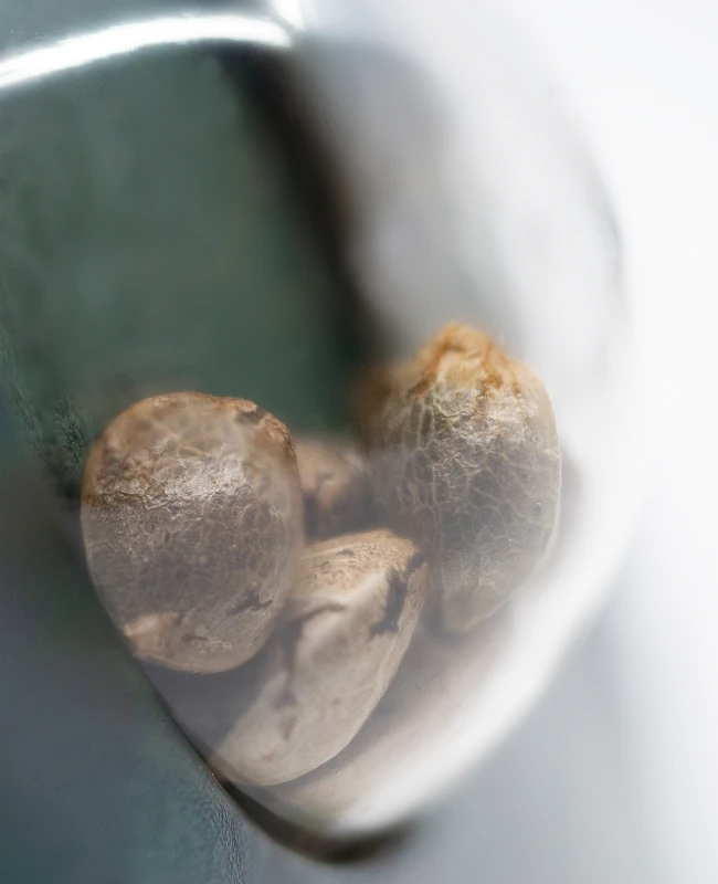 Sensi Seeds - Fruity Juice (reg.) Sensi Seeds - Fruity Juice (reg.)