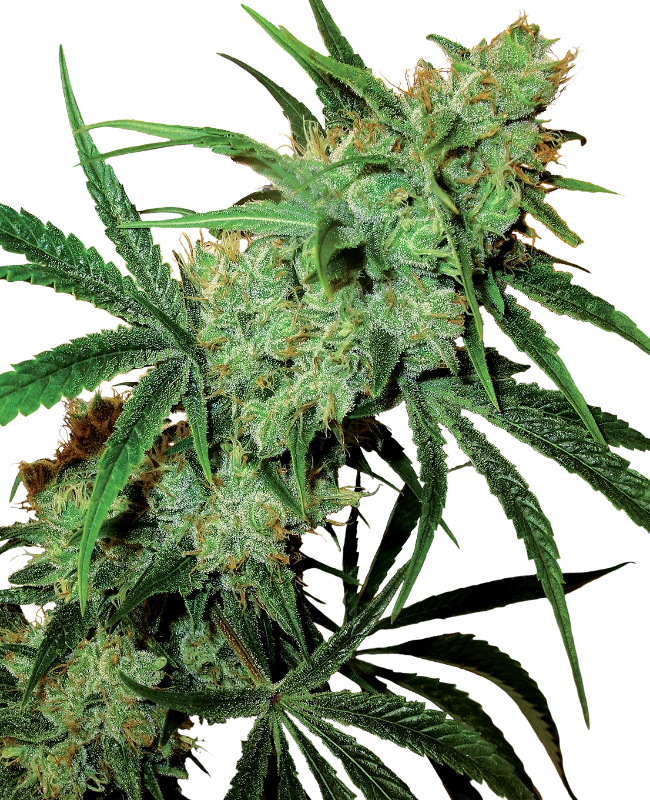 Sensi Seeds - Fruity Juice (reg.) Sensi Seeds - Fruity Juice (reg.)
