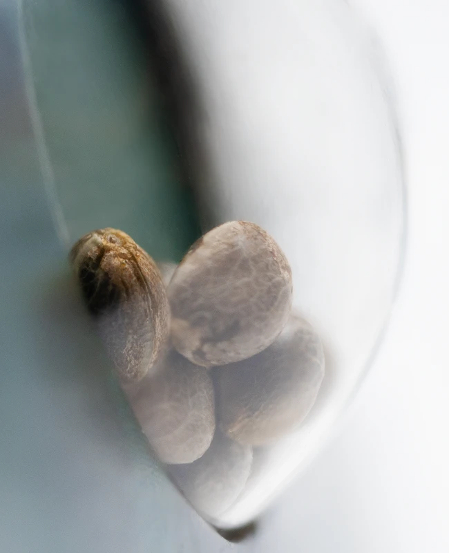 Sensi Seeds - Guerrilla's Gusto (reg.)