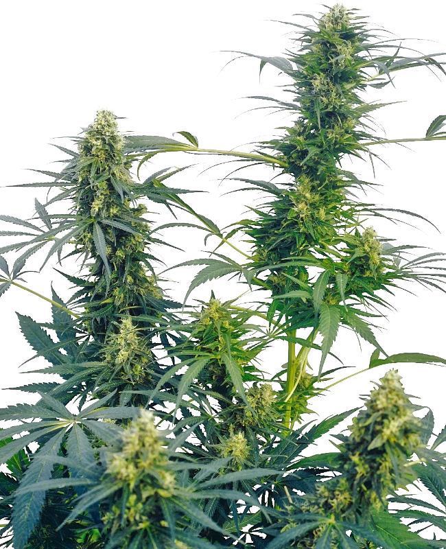 Sensi Seeds - Guerrilla's Gusto (reg.)
