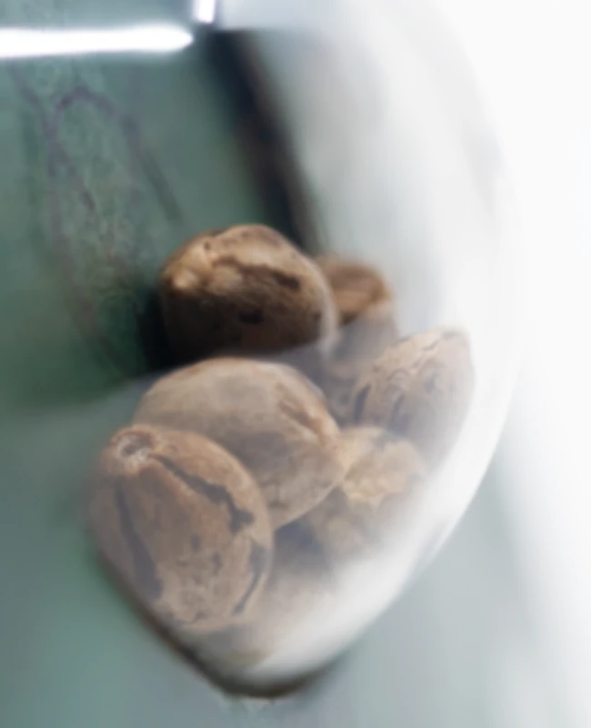 Sensi Seeds - Hash Plant (reg.) 🏆