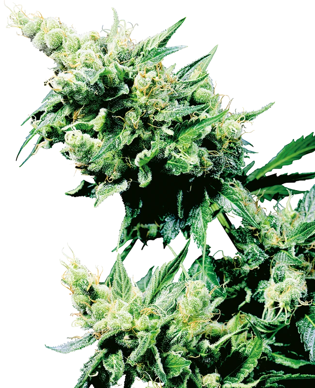 Sensi Seeds - Hash Plant (reg.) 🏆