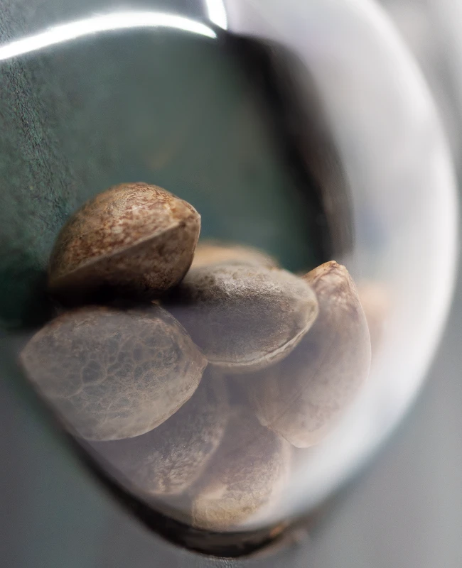 Sensi Seeds - Hindu Kush (reg.)