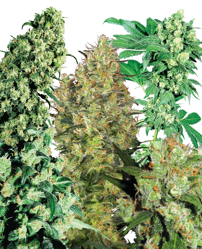 Sensi Seeds - Indoor Mix (reg.)