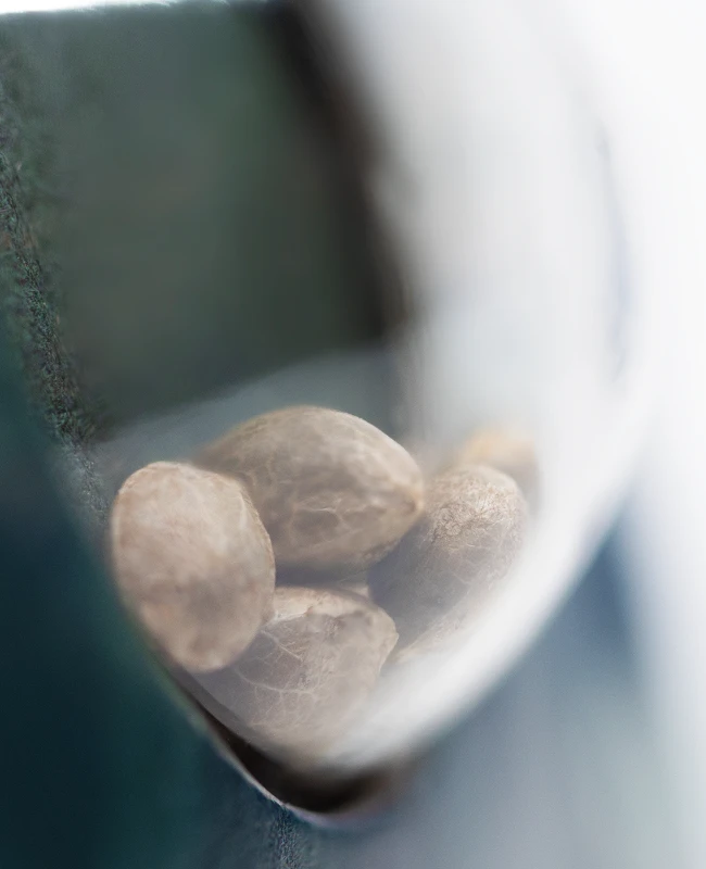 Sensi Seeds - Jack Flash (reg.) 🏆