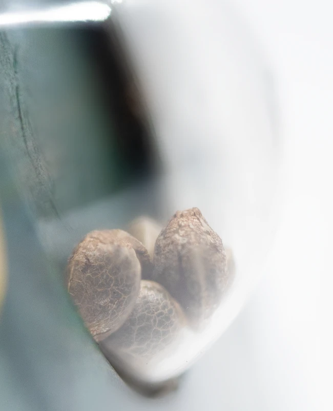 Sensi Seeds - Jack Herer (reg.) 🏆