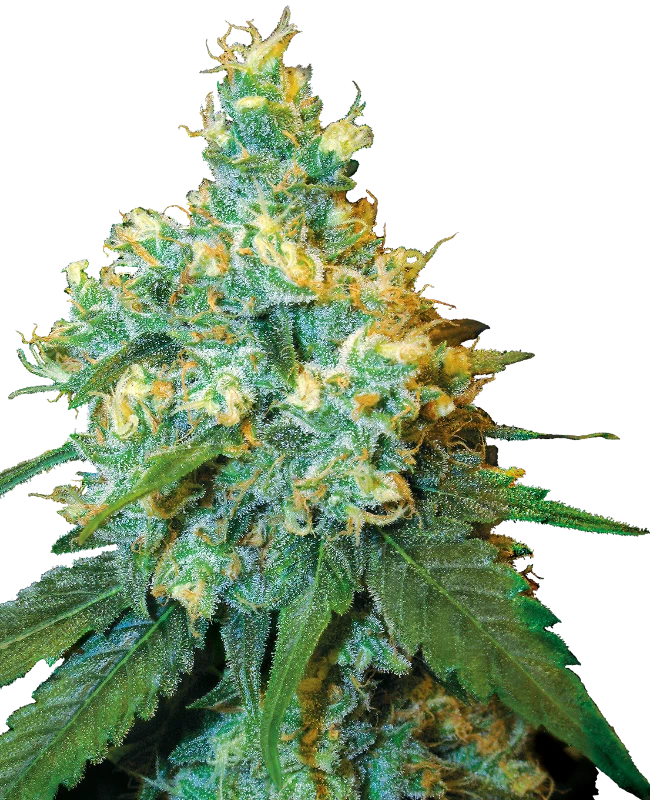 Sensi Seeds - Jack Herer (reg.) 🏆
