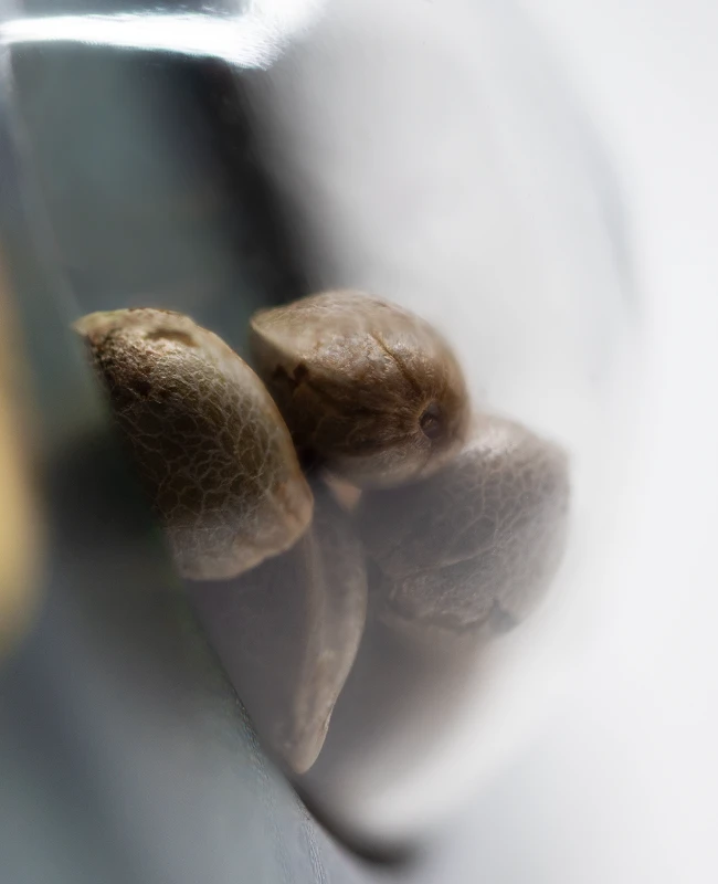 Sensi Seeds - Jamaican Pearl (reg.) 🏆