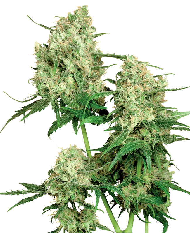 Sensi Seeds - Maple Leaf Indica (reg.)