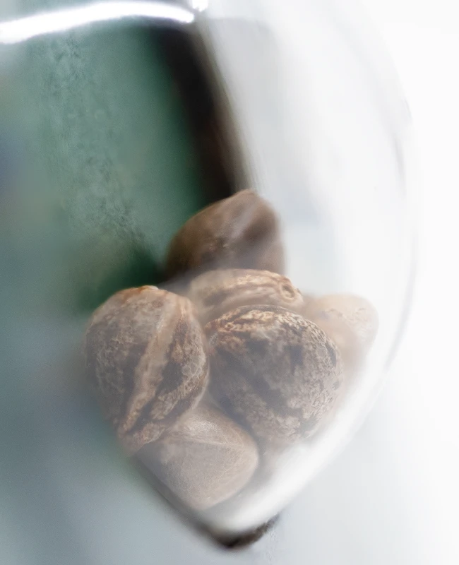 Sensi Seeds - Maple Leaf Indica (reg.)