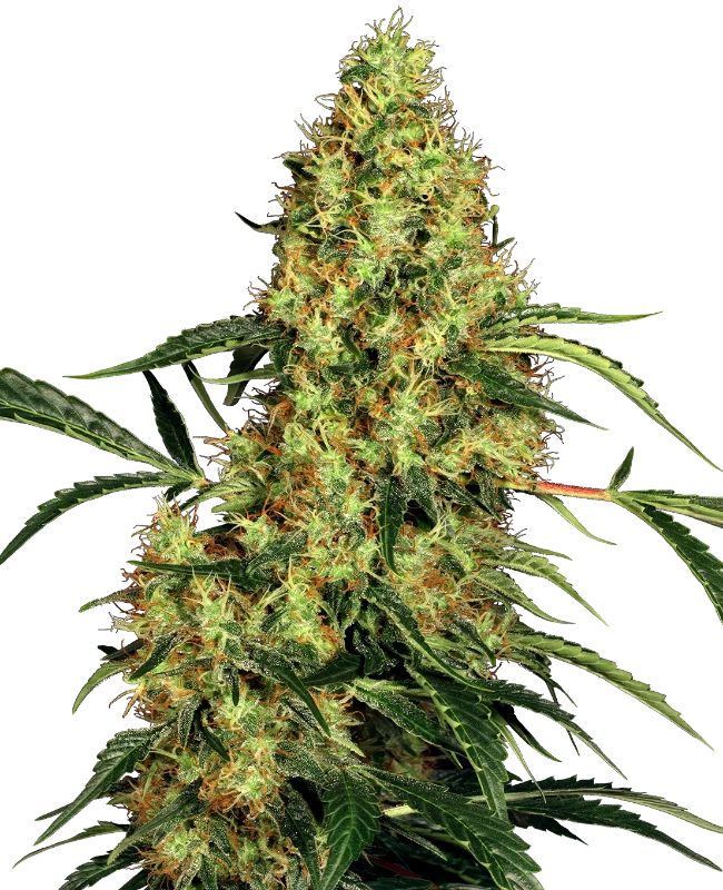 Sensi Seeds - Mexican Sativa (reg.)