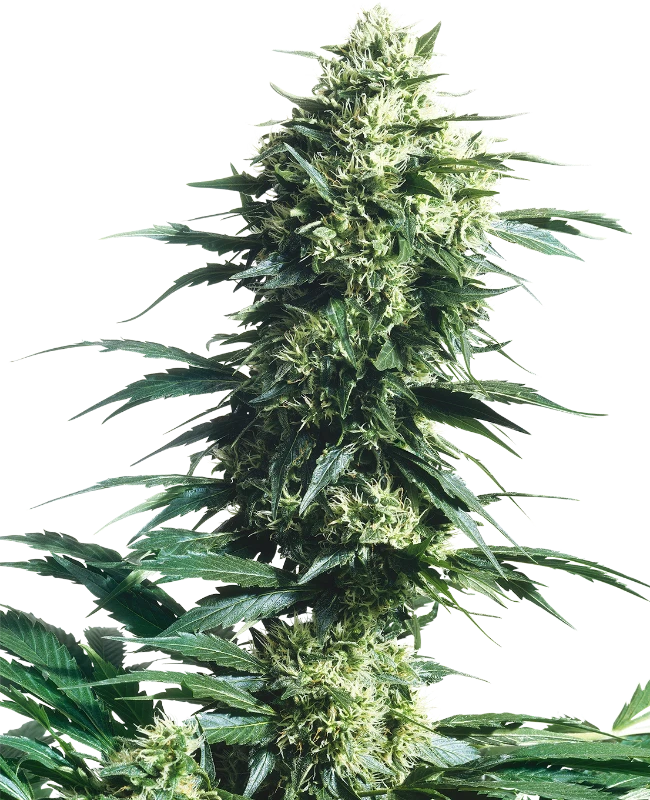 Sensi Seeds - Mother's Finest (reg.) 🏆