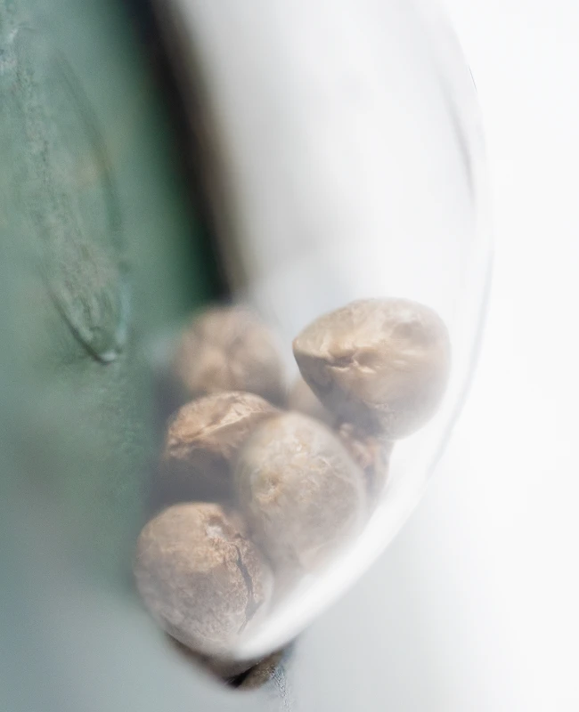 Sensi Seeds - Mr. Nice G13 x Hash Plant (reg.) 🏆