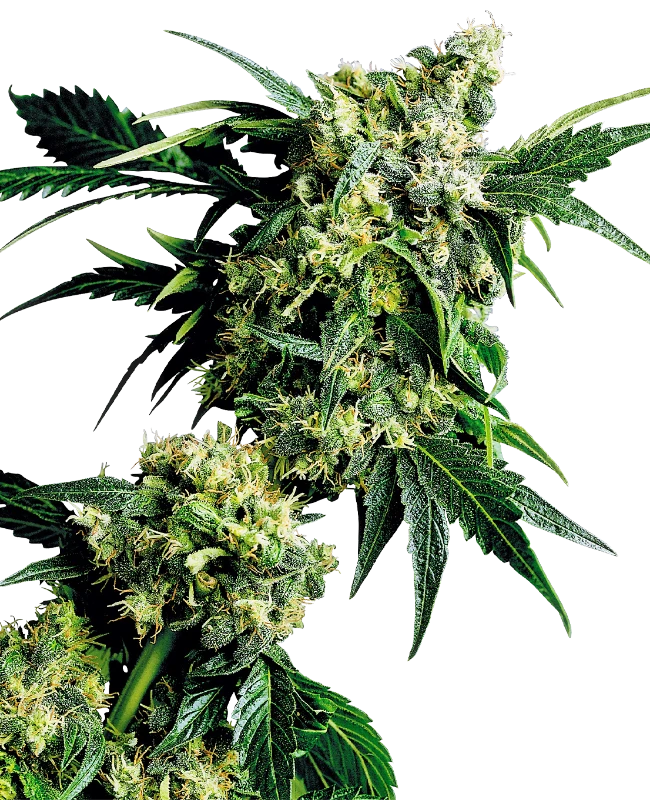 Sensi Seeds - Mr. Nice G13 x Hash Plant (reg.) 🏆