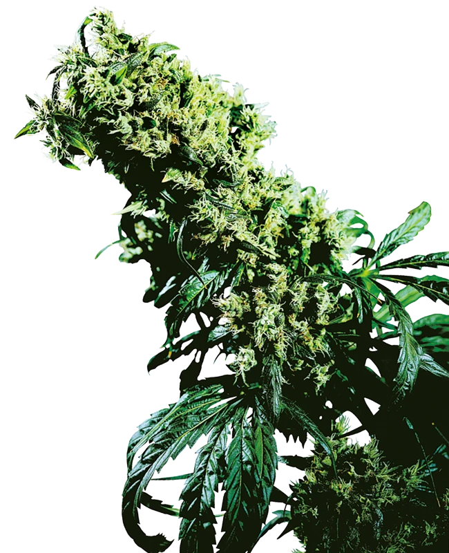 Sensi Seeds - Northern Lights #5 x Haze (reg.) 🏆