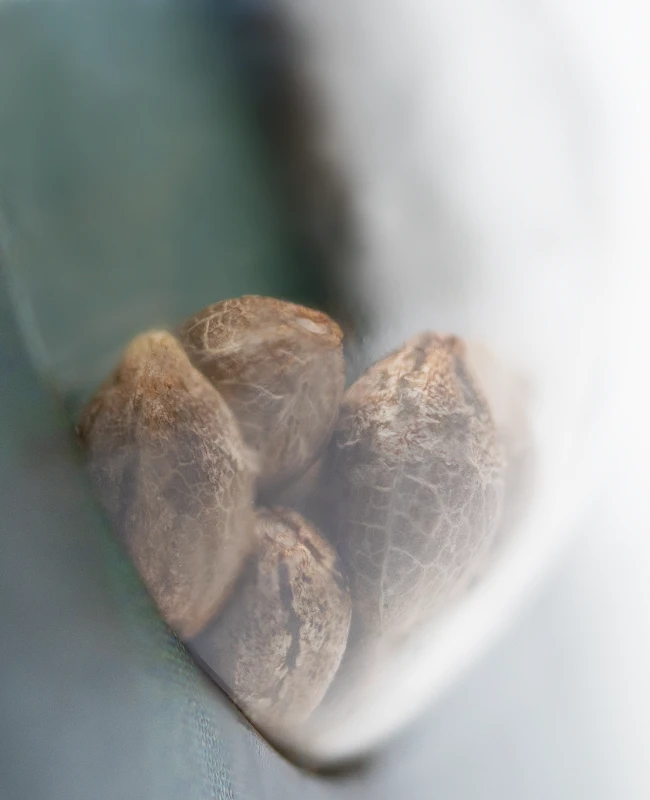 Sensi Seeds - Northern Lights (reg.) 🏆