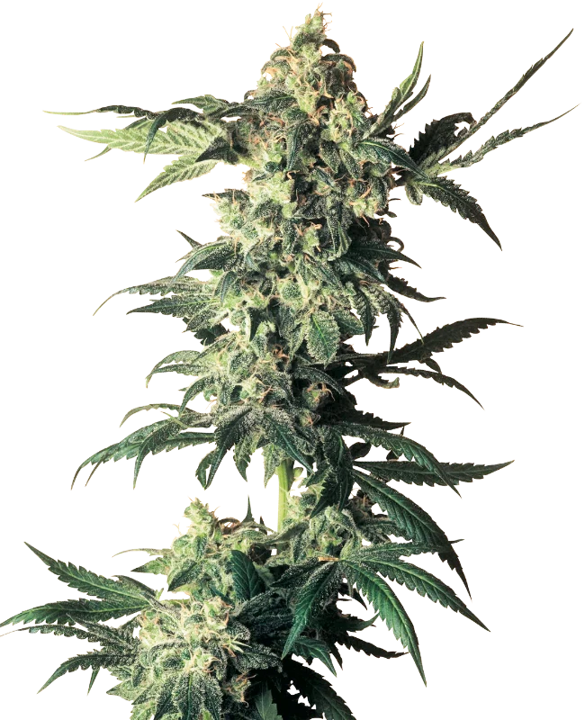 Sensi Seeds - Northern Lights (reg.) 🏆
