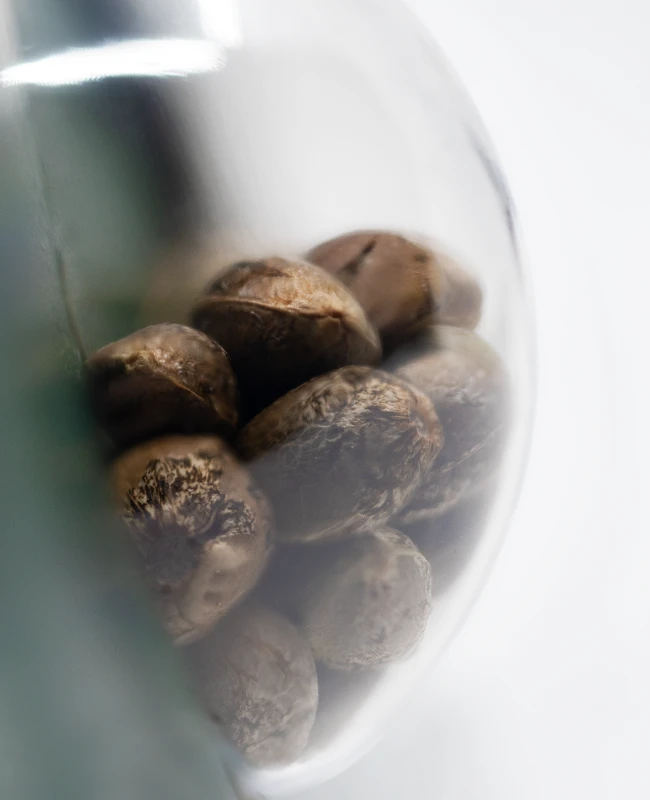 Sensi Seeds - Outdoor Mix (reg.)