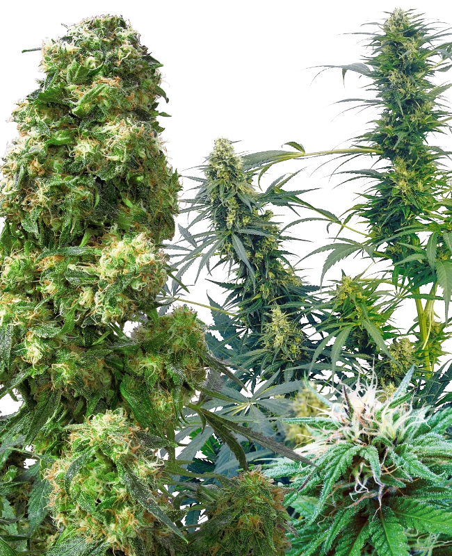 Sensi Seeds - Outdoor Mix (reg.)