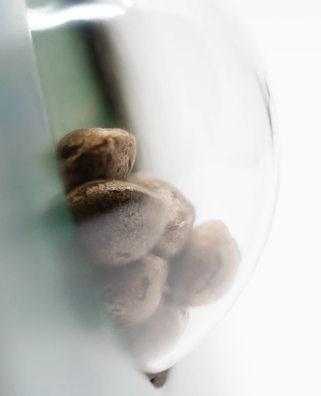 Sensi Seeds - Ruderalis Indica (reg.)