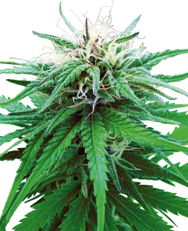 Sensi Seeds - Ruderalis Indica (reg.)