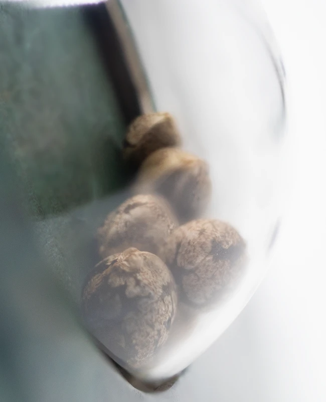 Sensi Seeds - Ruderalis Skunk (reg.) Sensi Seeds - Ruderalis Skunk (reg.)