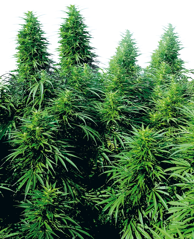 Sensi Seeds - Ruderalis Skunk (reg.) Sensi Seeds - Ruderalis Skunk (reg.)