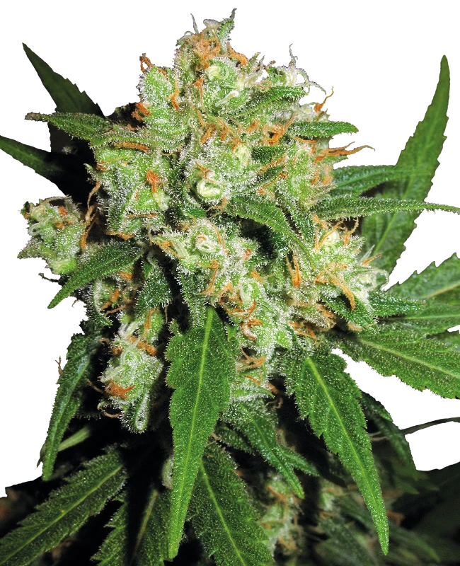 Sensi Seeds - Sensi Skunk (reg.) 🏆