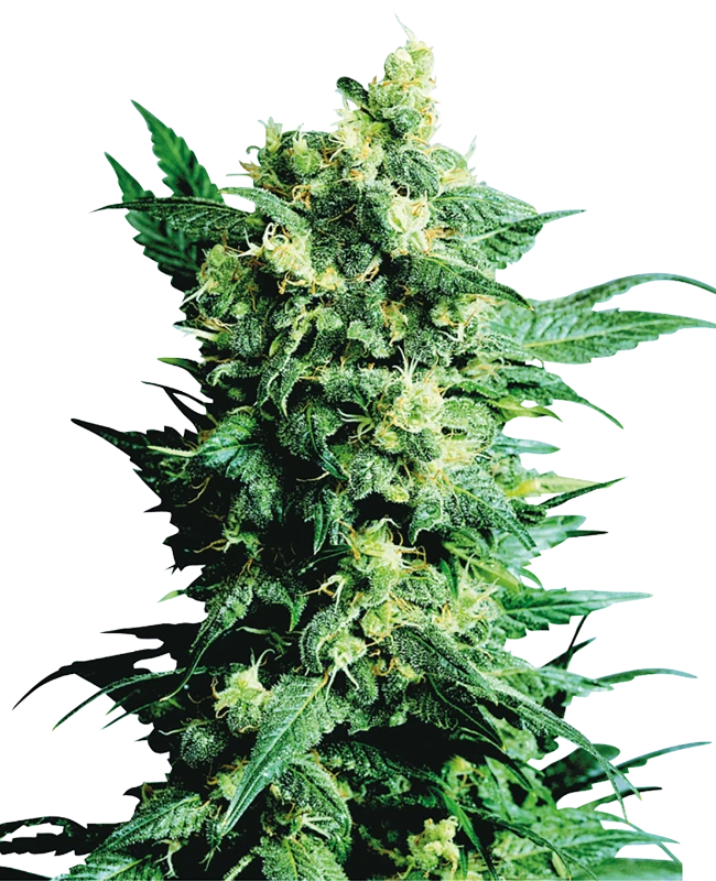 Sensi Seeds - Shiva Shanti II (reg.)