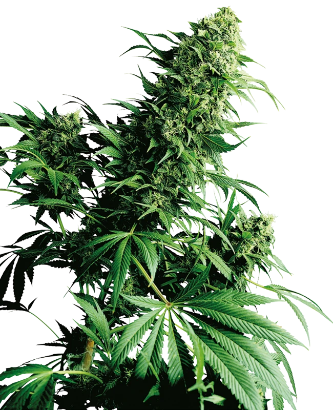 Sensi Seeds - Shiva Shanti (reg.) 🏆